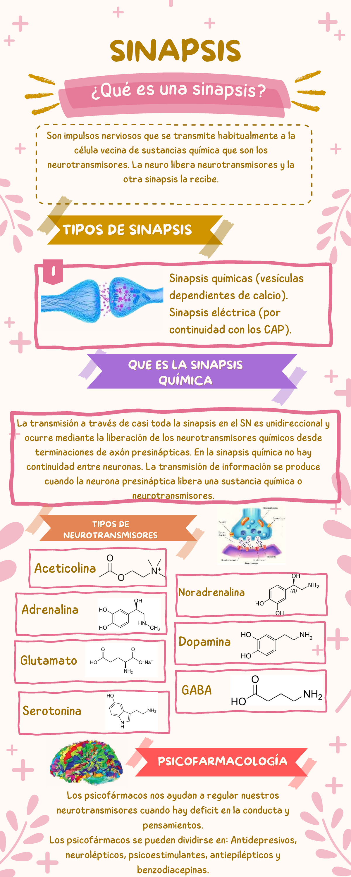 Infografía sobre Sinapsis y Neurotransmisores - Semana 2 - Studocu