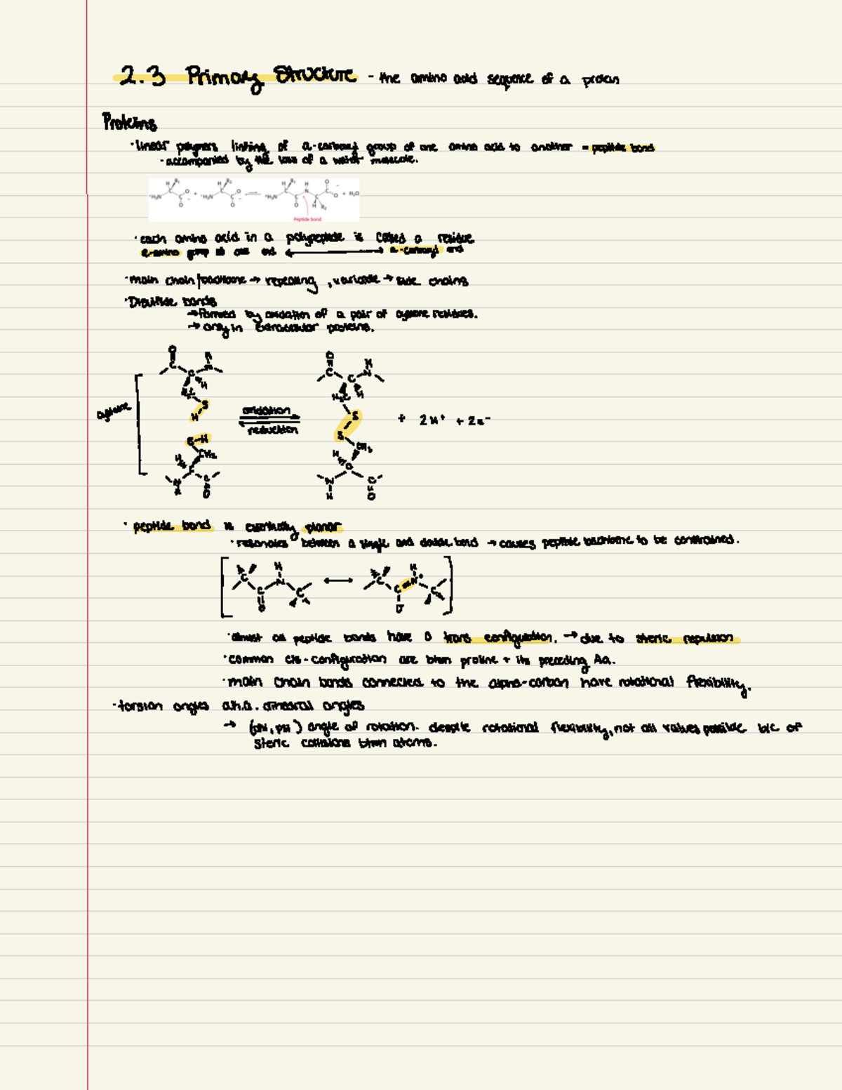 Chapter 2.3-2.6: Key Concepts in Protein Structure and Stability - Studocu