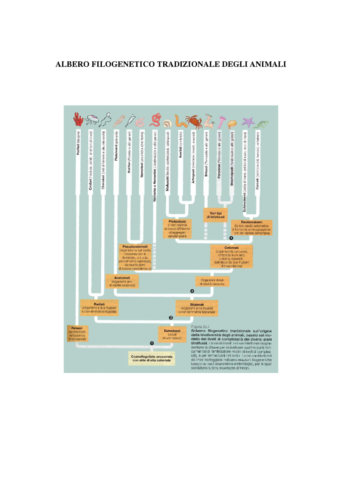 Gli alberi filogenetici - Labster, image size:1200x1698