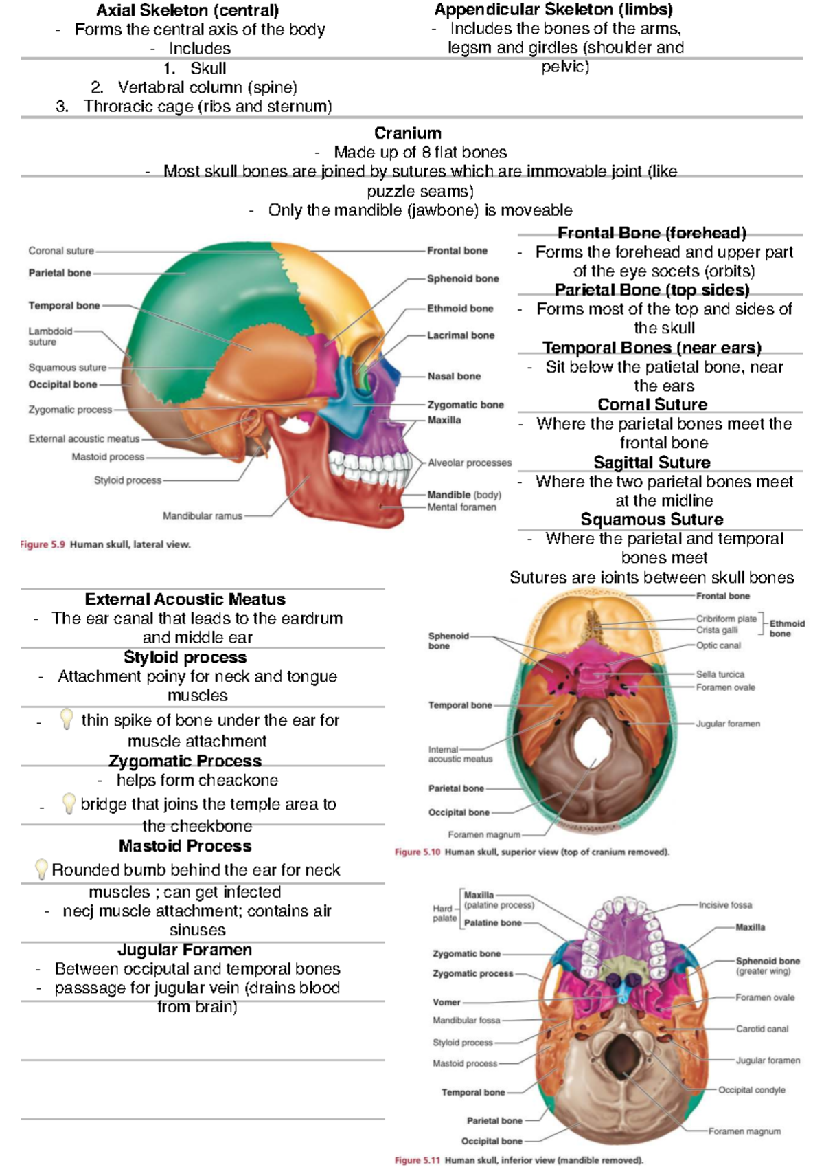 Final Exam Study Guide: Axial & Appendicular Skeletons (BIO101) - Studocu