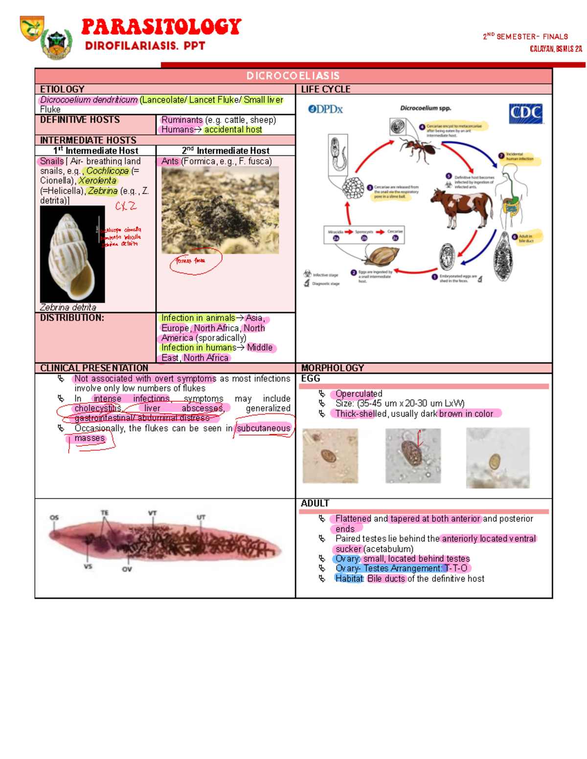 Parasitology Study Notes: Dicrocoelium & Fascioliasis (BSMLS 2A Finals ...