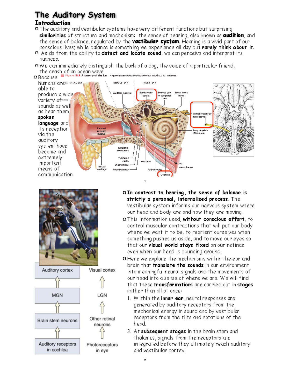 Auditory System Overview and Mechanisms - Studocu