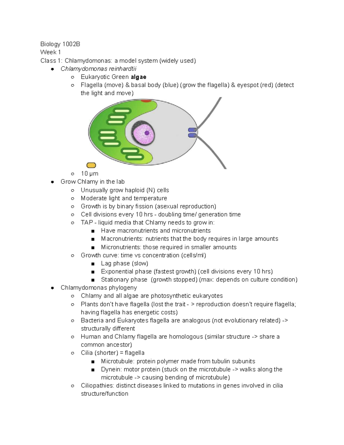 Biology 1002B Lecture Notes: Chlamydomonas and Cellular Processes - Studocu