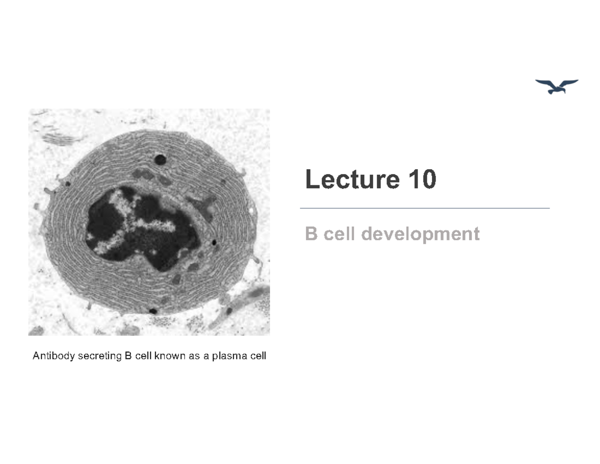 B Cell Development and Immune Tolerance Overview (MCB150 Lecture 10 ...