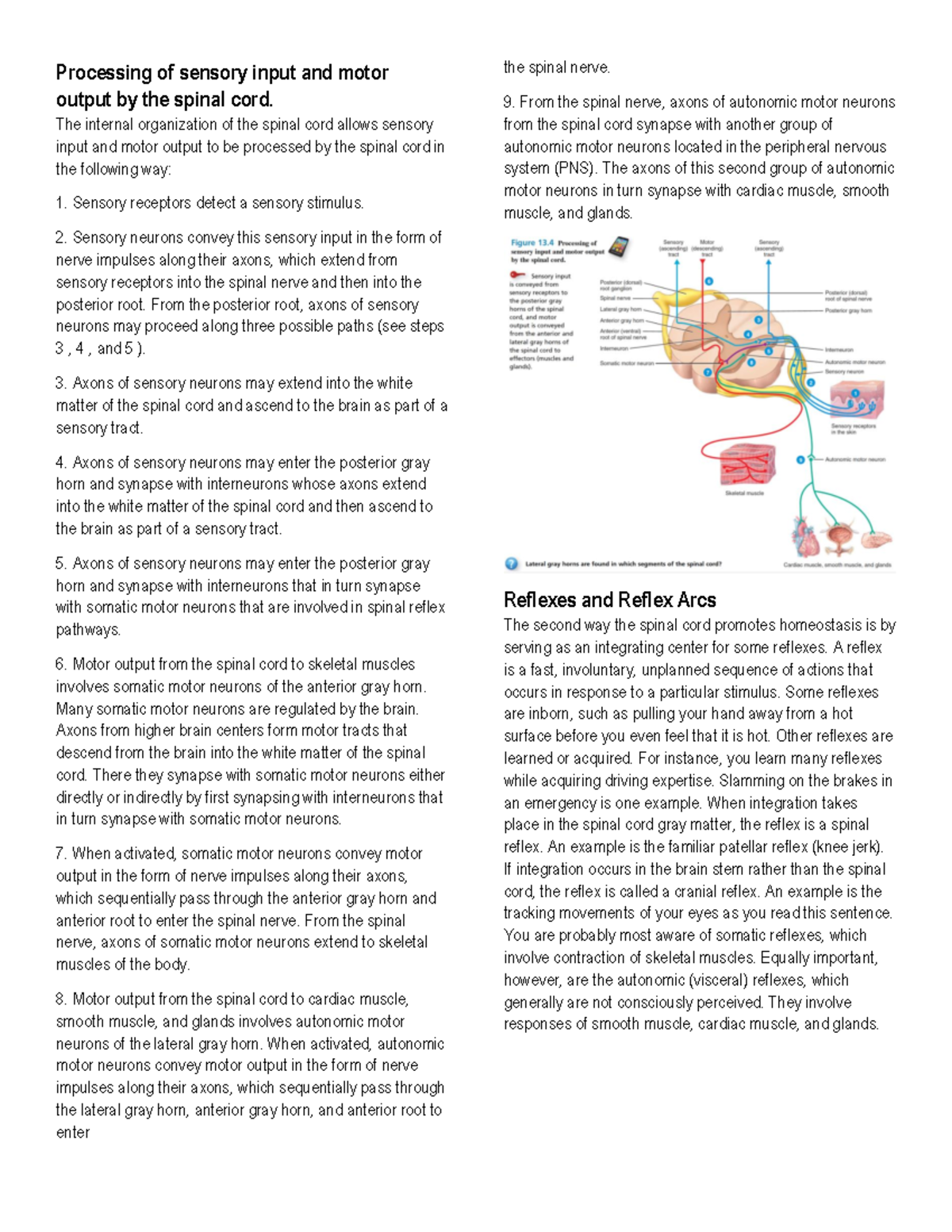 NS Processing of sensory input and motor output by the spinal cord ...
