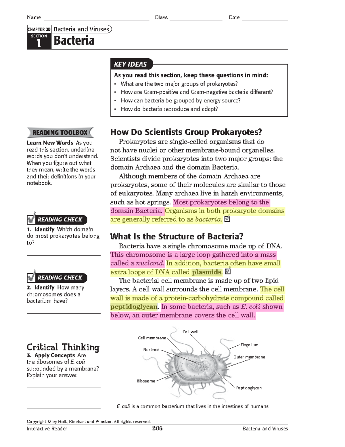Final Exam Review: Bacteria & Viruses (BIO 101) - Document Preview