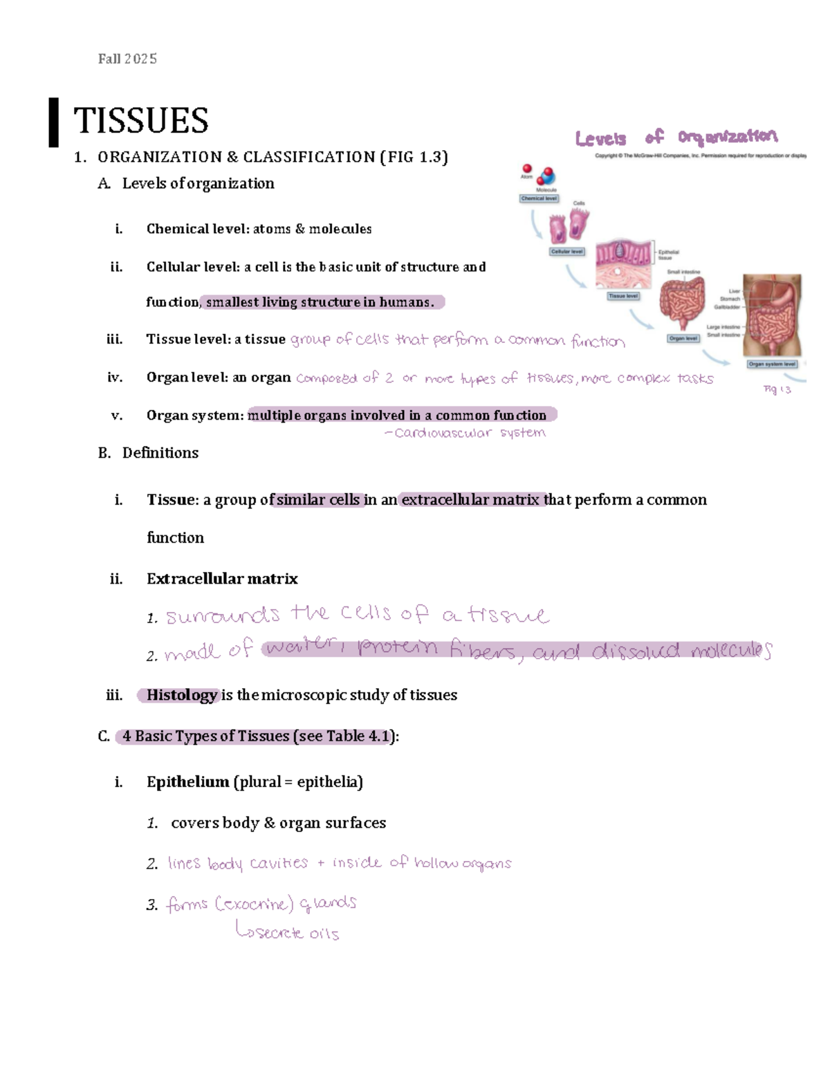 Anatomy Lec 5 - Tissues: Levels of Organization and Classification ...
