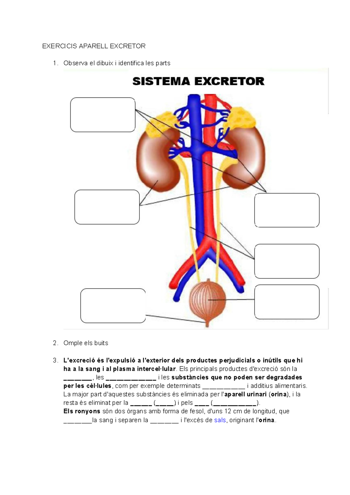 Exercicis i Conceptes sobre Anatomia i Fisiologia del Ronyó - APARELL ...