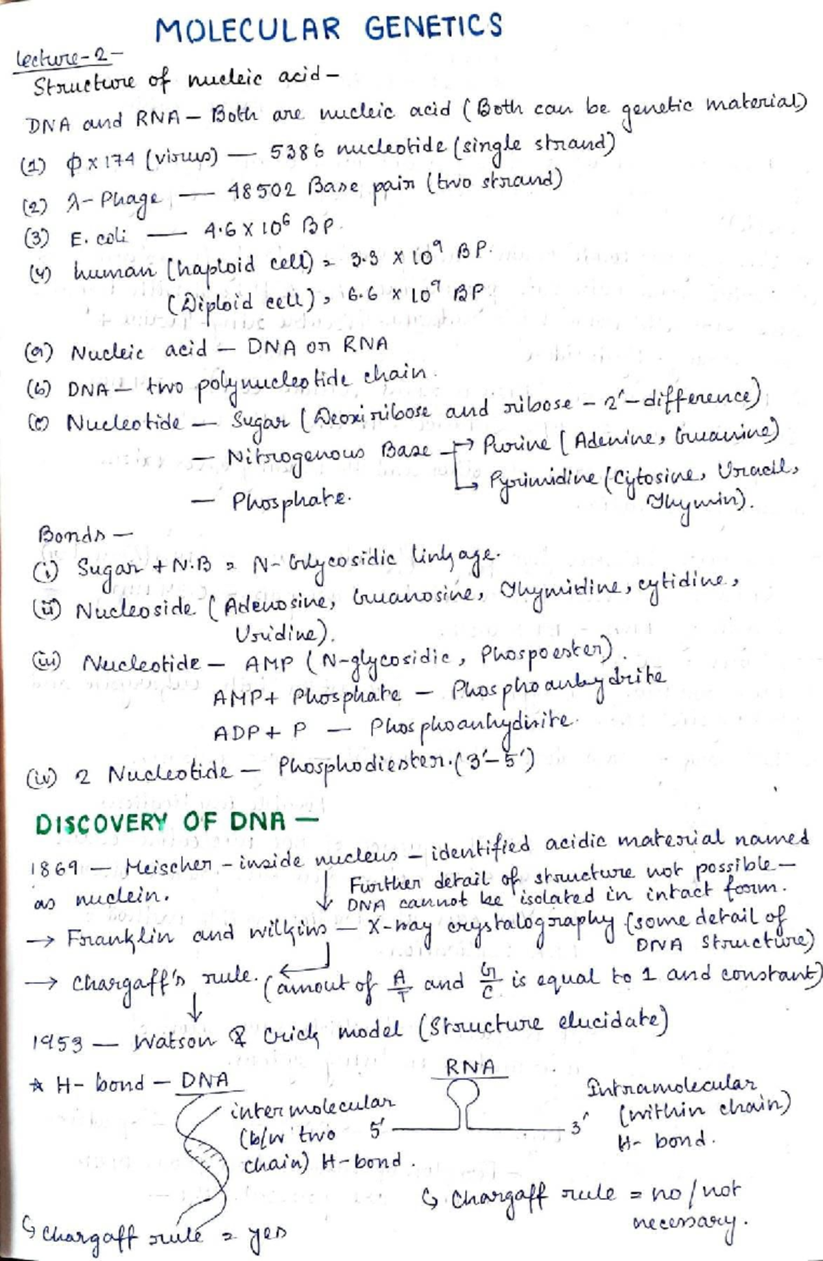 Molecular Genetics Summary and Practice Notes for Bio 101 - Studocu
