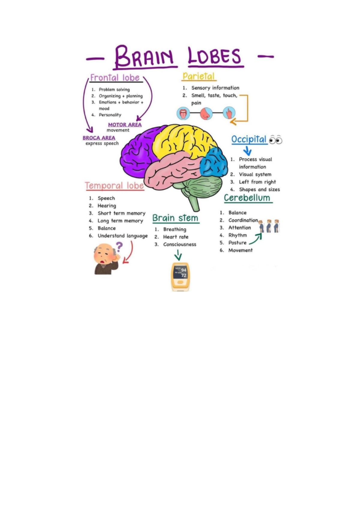 Brain lobes: How they function and their roles in behavior and memory ...