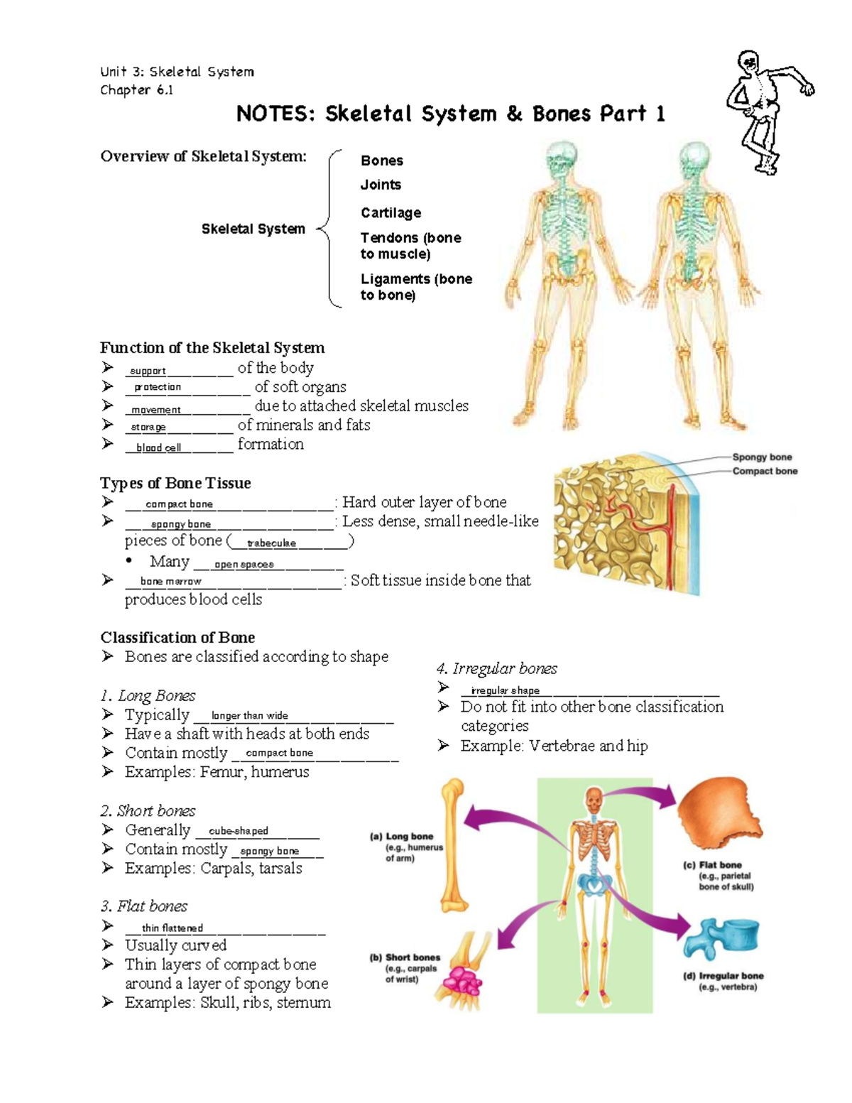 Unit 3: Skeletal System Chapter 6.1 - Overview & Bone Types Notes - Studocu