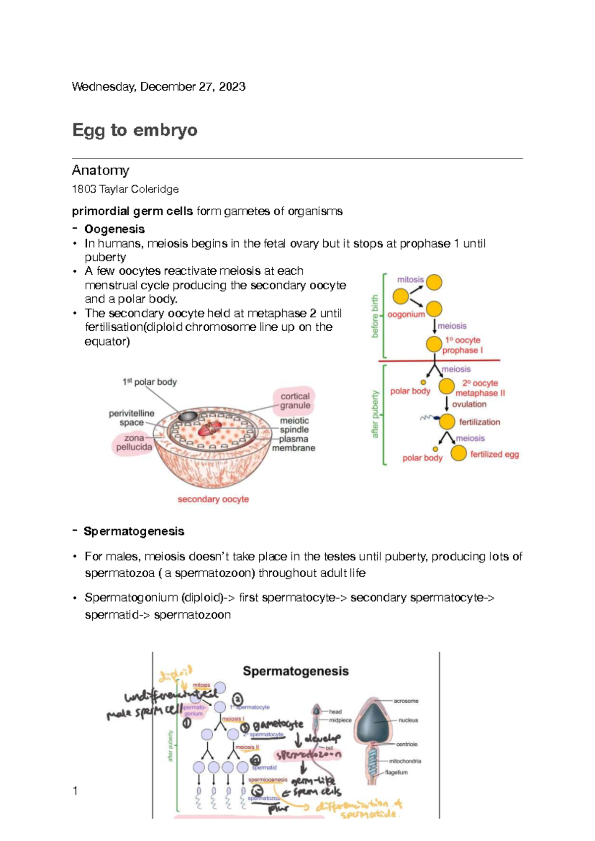Anatomy 1803: Egg to Embryo Development - Revision Notes - Studocu