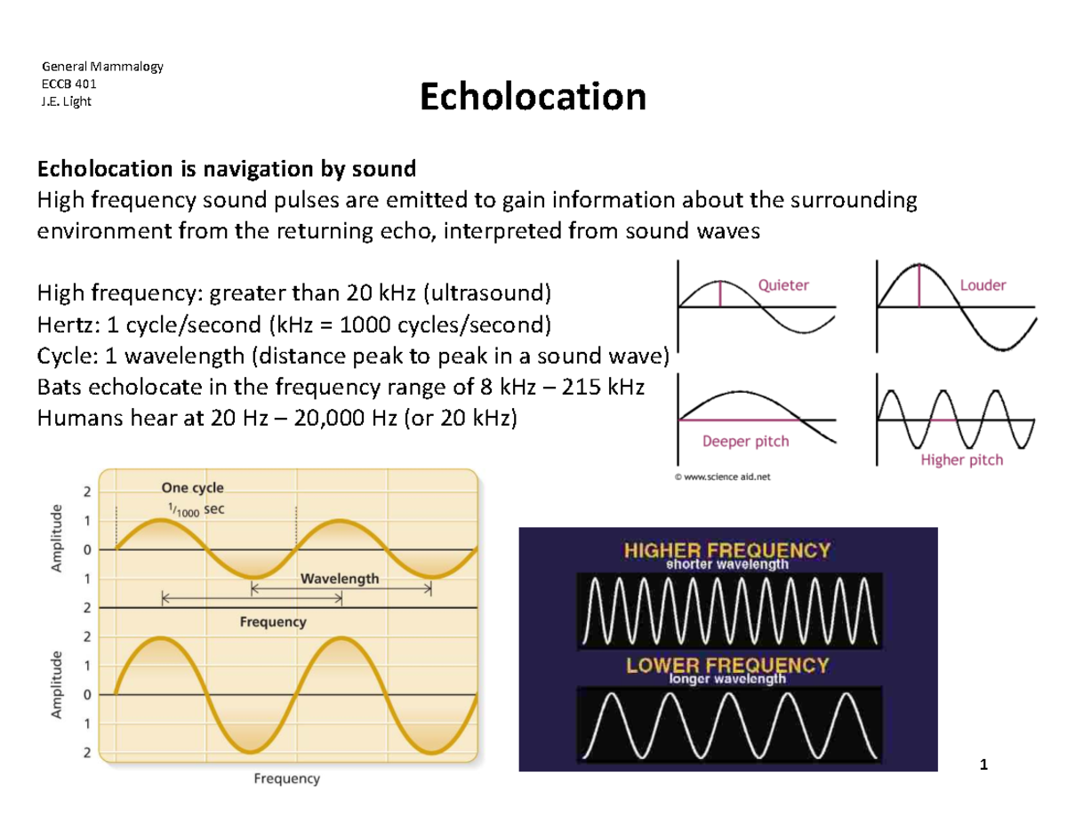 Echolocation Mechanisms in Bats: Insights from General Mammalogy (ECCB ...