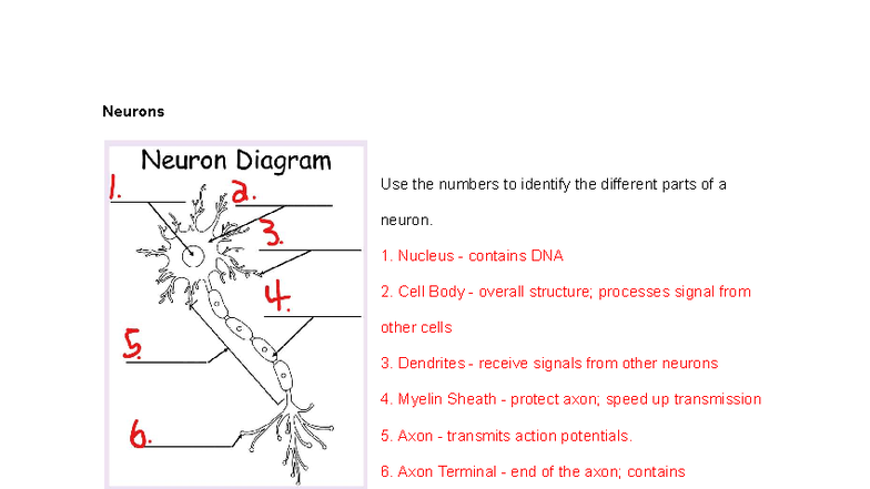 Nervous System Study Guide: Neurons, Synapses & CNS Functions - Studocu