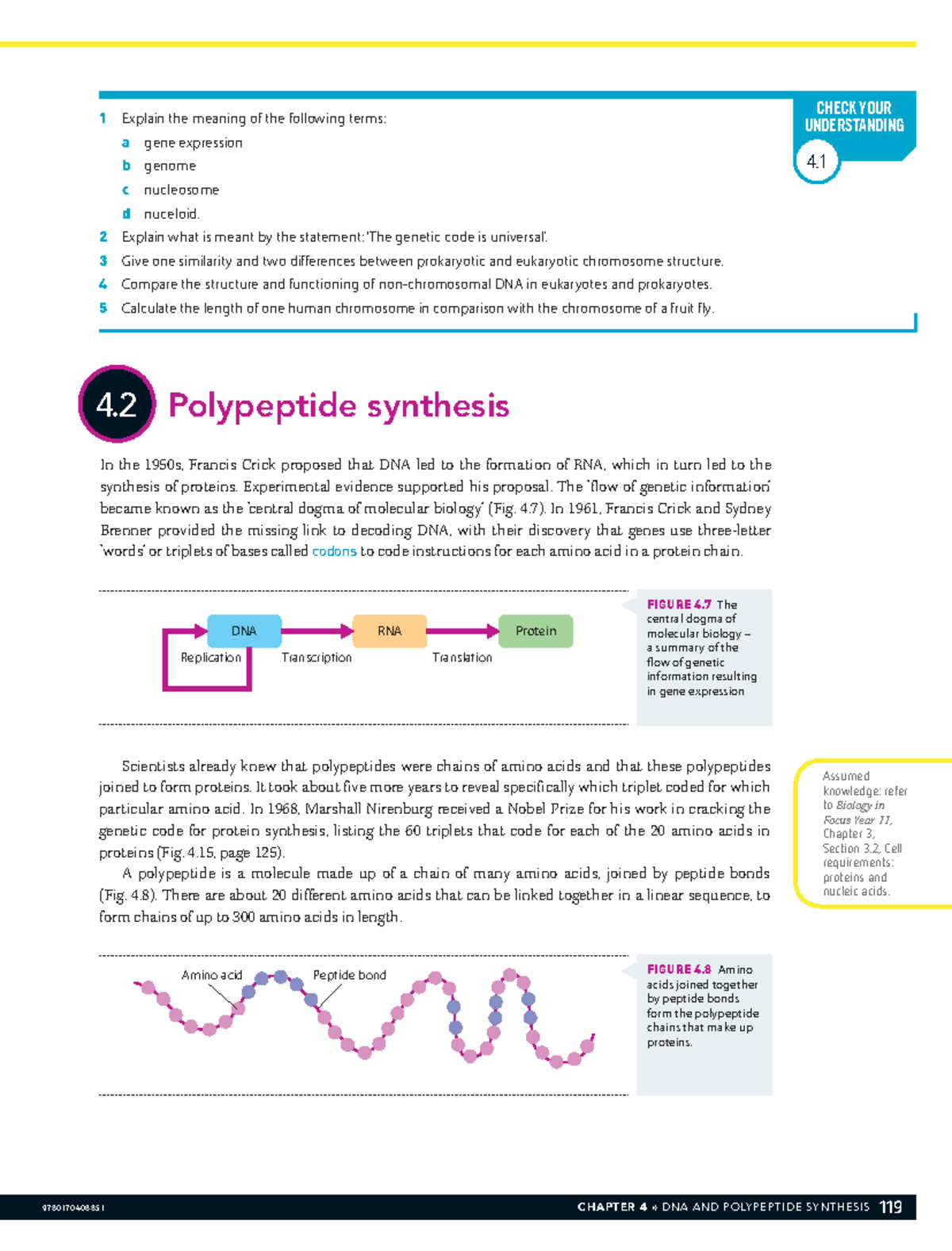 Biology in Focus Year 12: Chapter 4 - DNA & Polypeptide Synthesis Notes ...