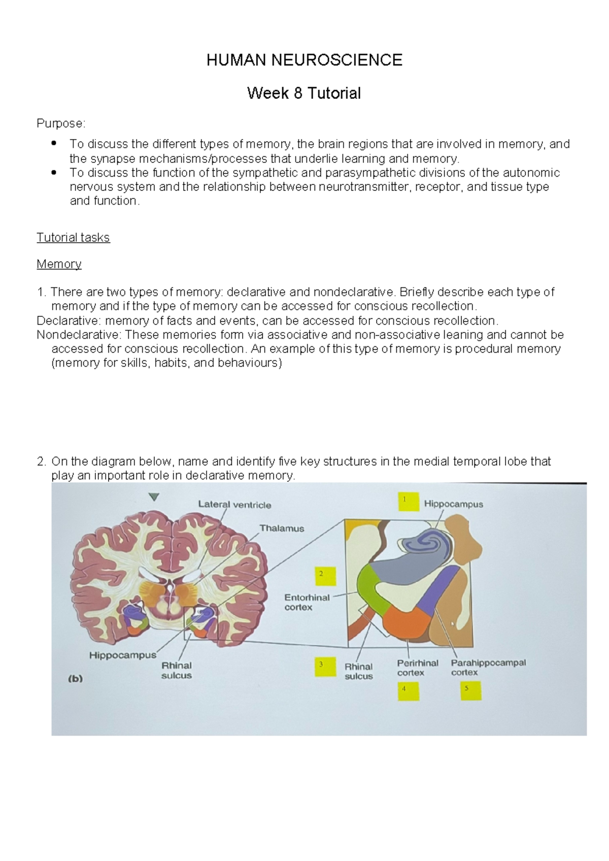 HUMAN NEUROSCIENCE Tutorial Week 8: Memory & ANS Functions - Studocu