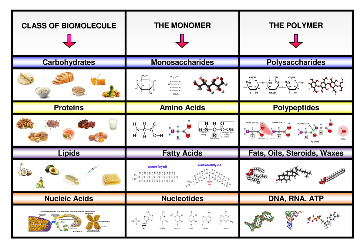 Postercategorizingfourmaintypesofbiomoleculeswithmonomersandpolymers-1 ...