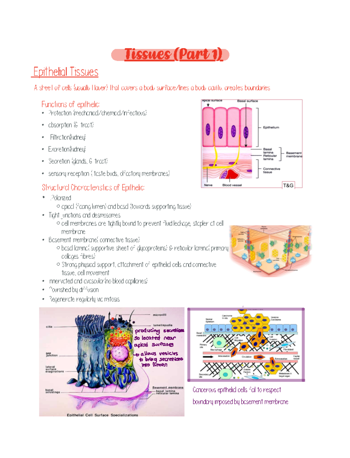Epithelial Tissues Overview - Tissues P1 - Studocu