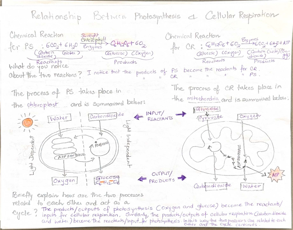 CR Review Stations Answer Key: Cellular Respiration Processes - Studocu