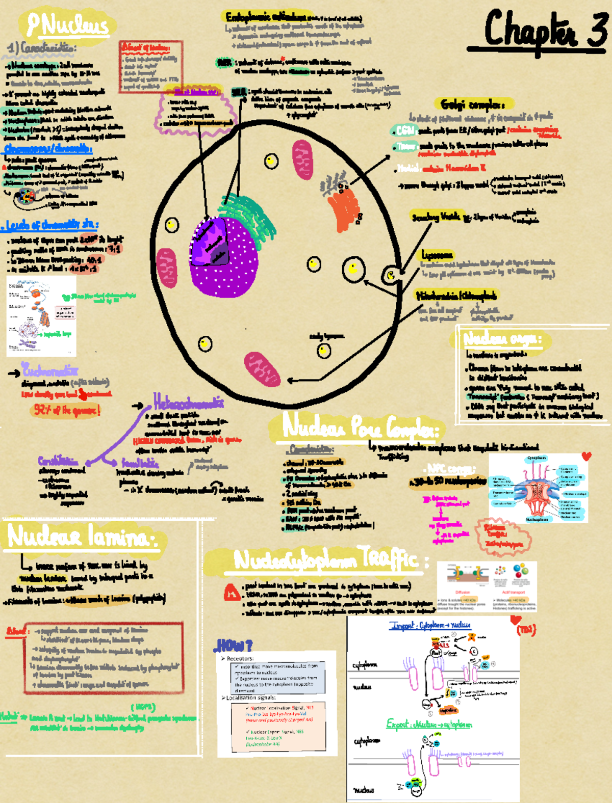 Mind Mapping Biocell (chap3 à 6) - EE I i i in it Chapters ####### Eii ...