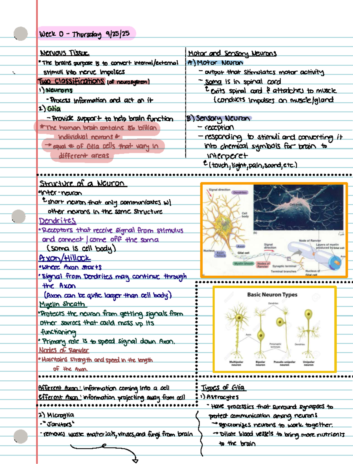 Psych 2 - Lecture Notes on Nervous Tissue & Neuron Types - Studocu