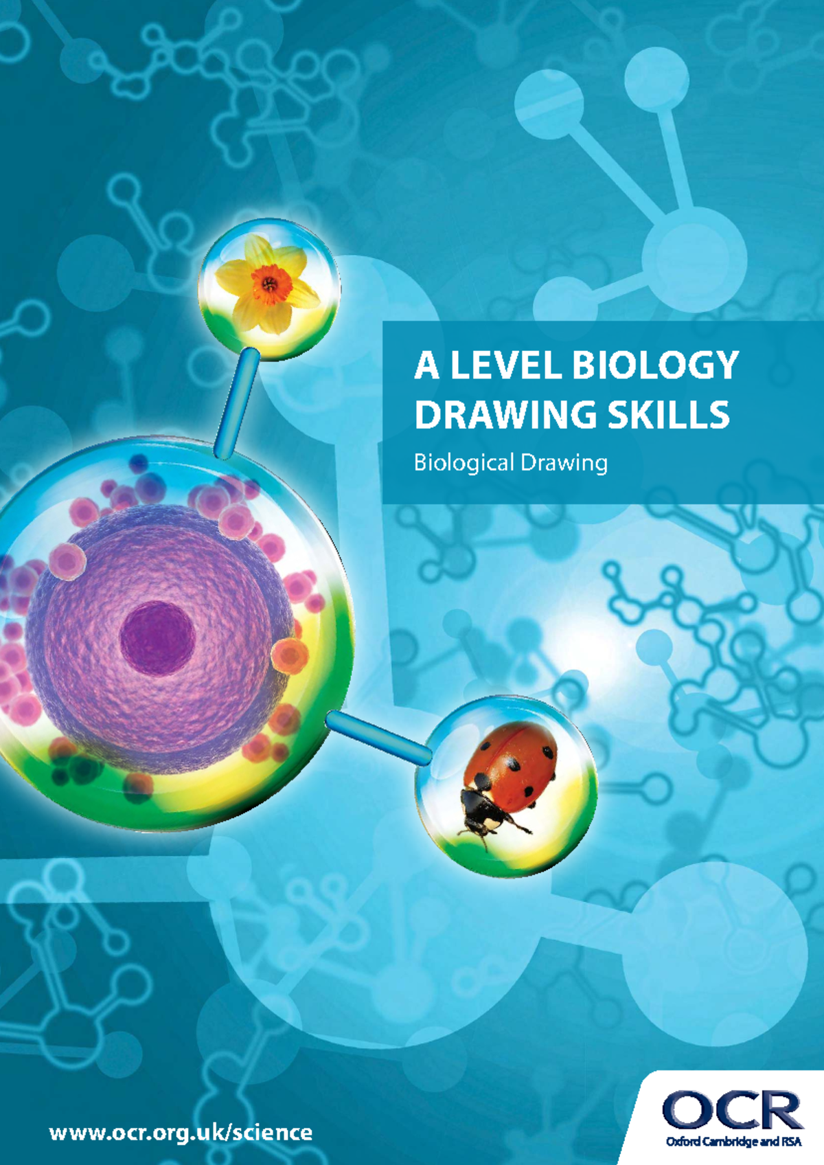 A Level Biology Drawing Skills: Guidance and Techniques - Studocu