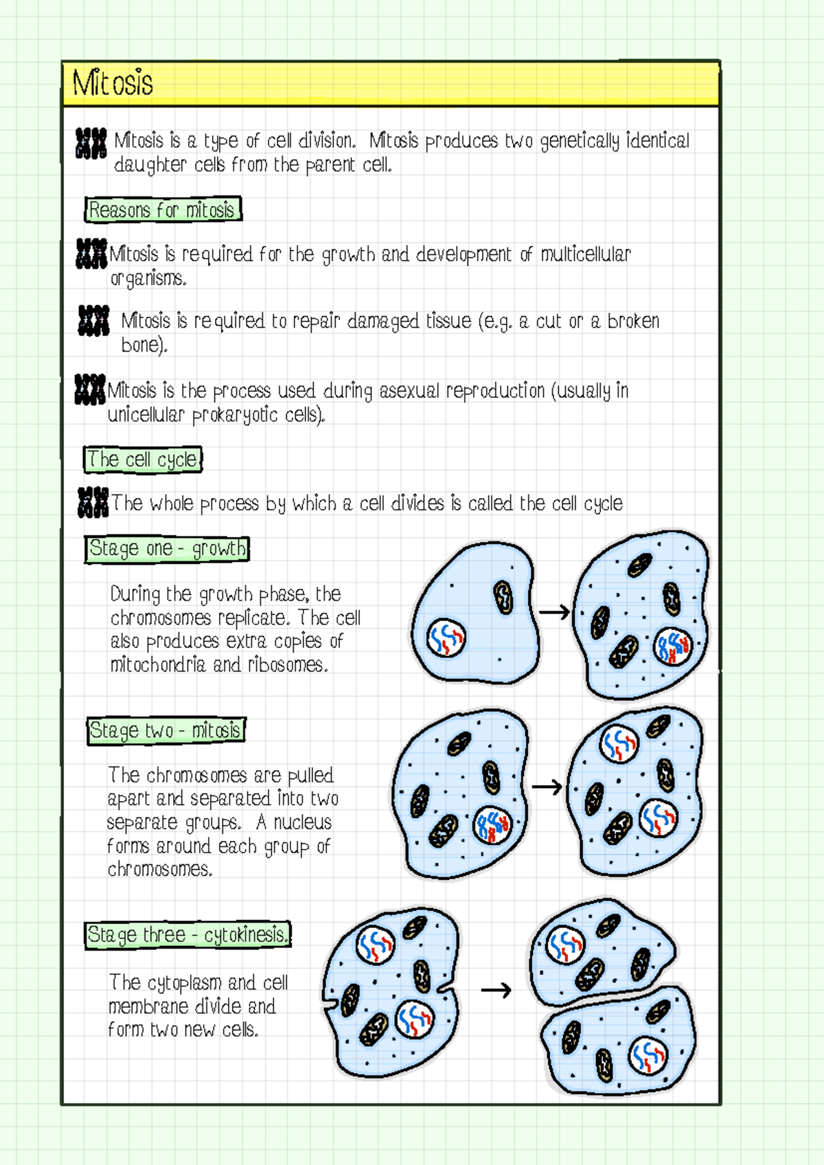 Cell Division: Understanding Mitosis and Its Stages - Studocu