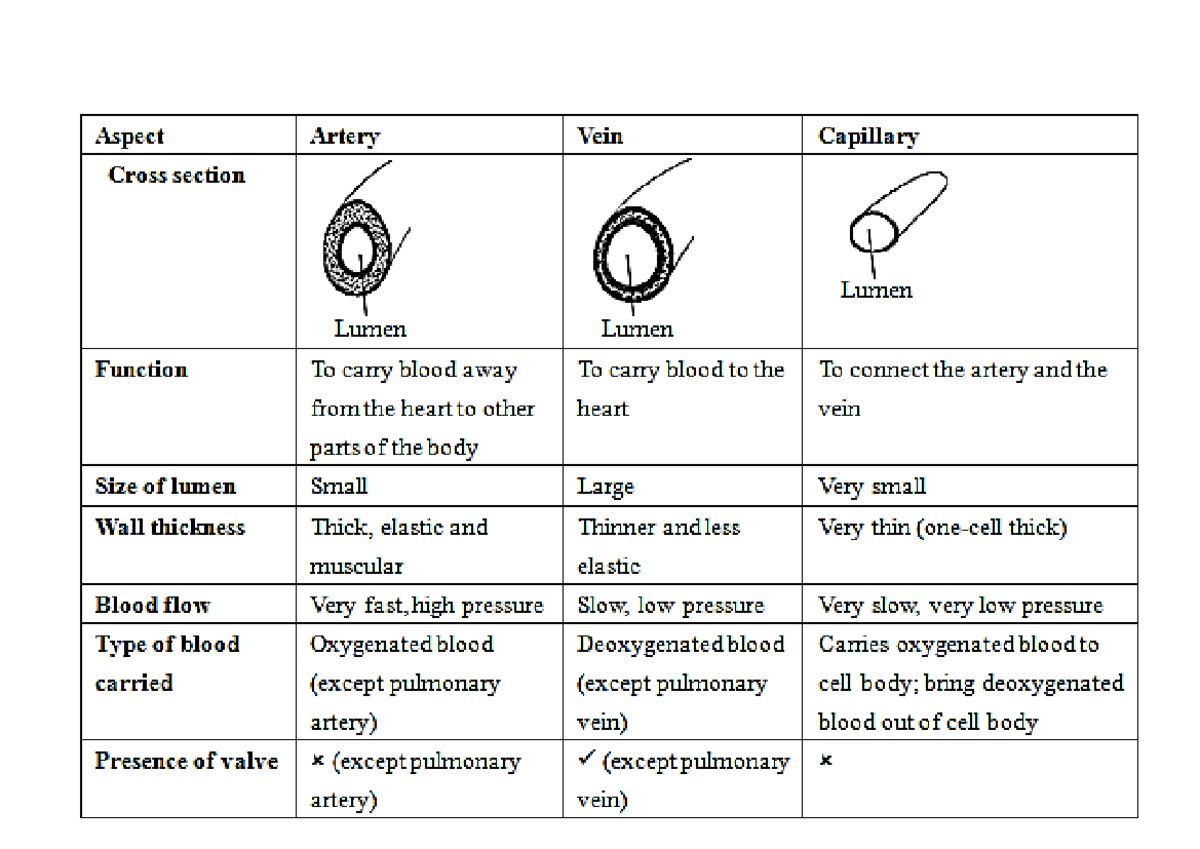 Veins, Capillaries and Arteries - Aspect Artery Vein Capillary Cross ...
