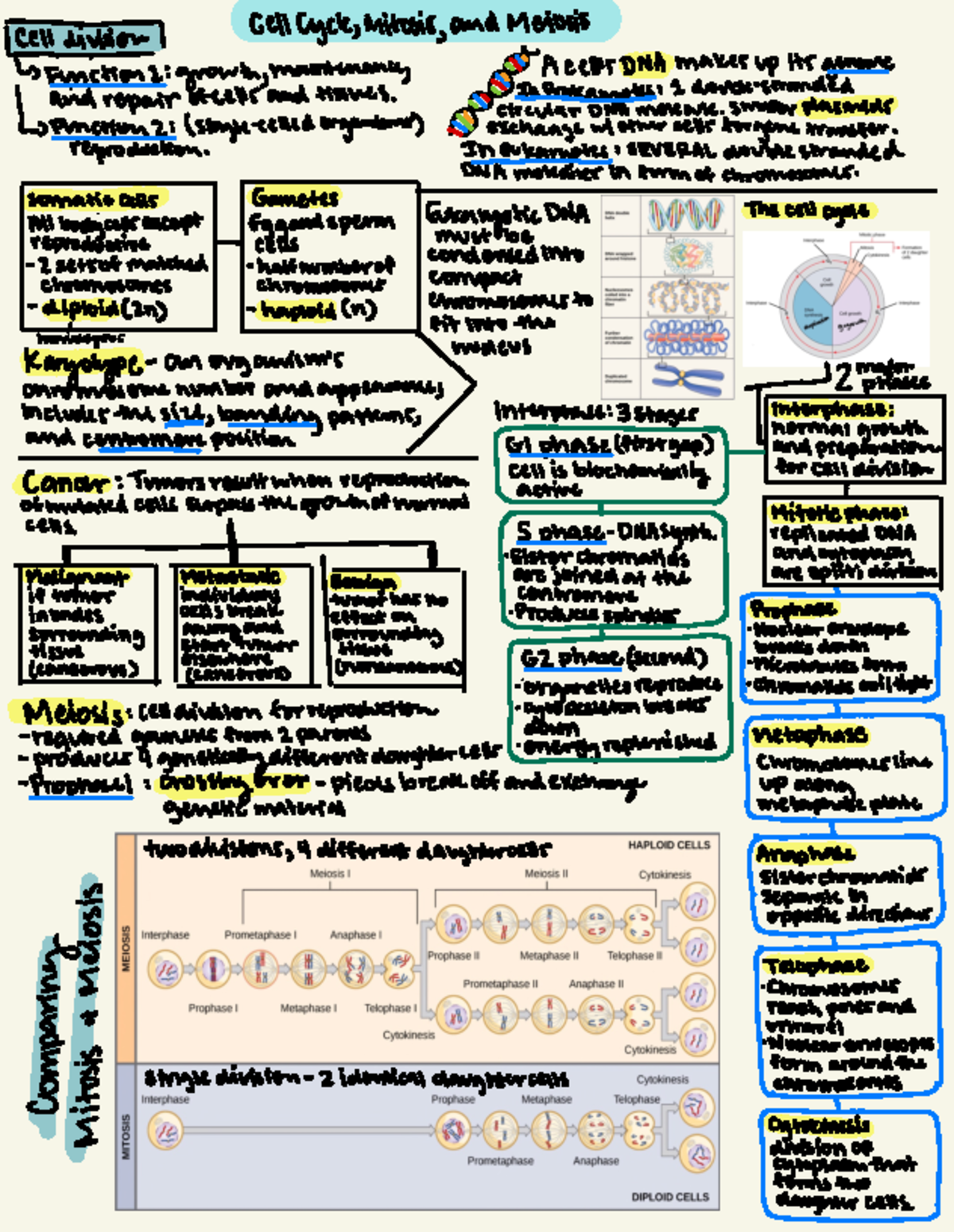 BIOL-102 Exam 2 Study guide - cell cycle, mitosis, and