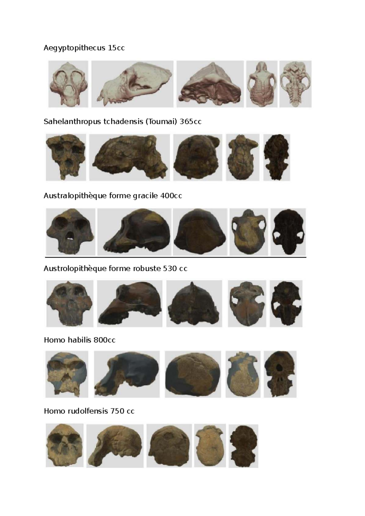 Cranes - Anthropologie biologique - Aegyptopithecus 15cc Sahelanthropus ...
