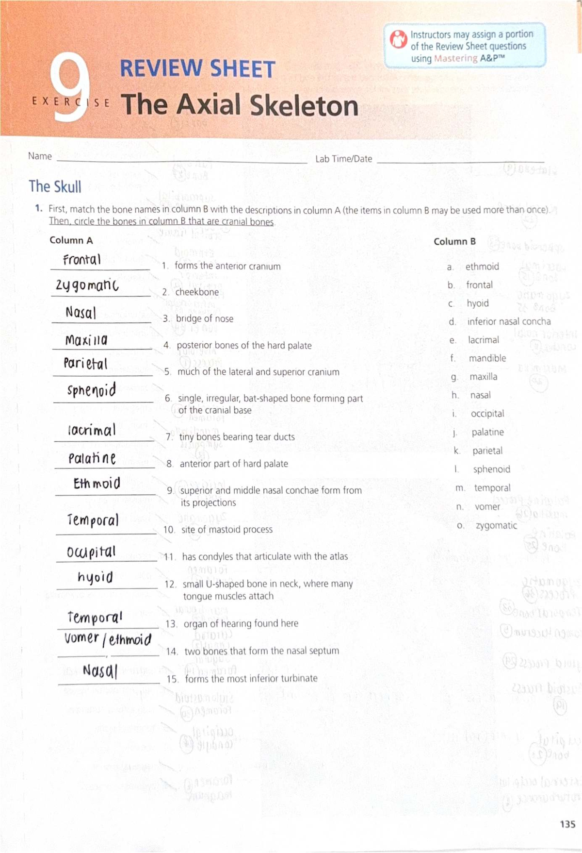 HW CH9 Review Sheet: The Axial Skeleton & Skull Anatomy - Studocu