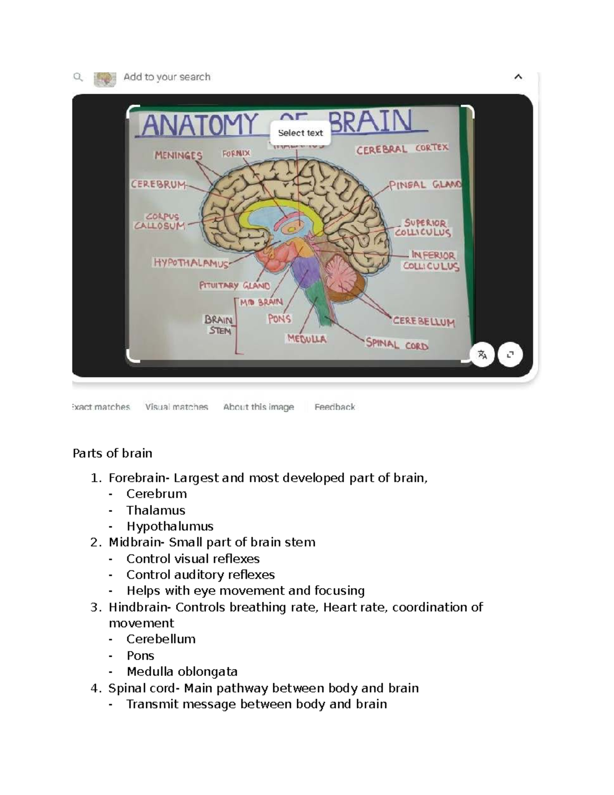 Parts of Brain: Structure and Functions Overview - Studocu