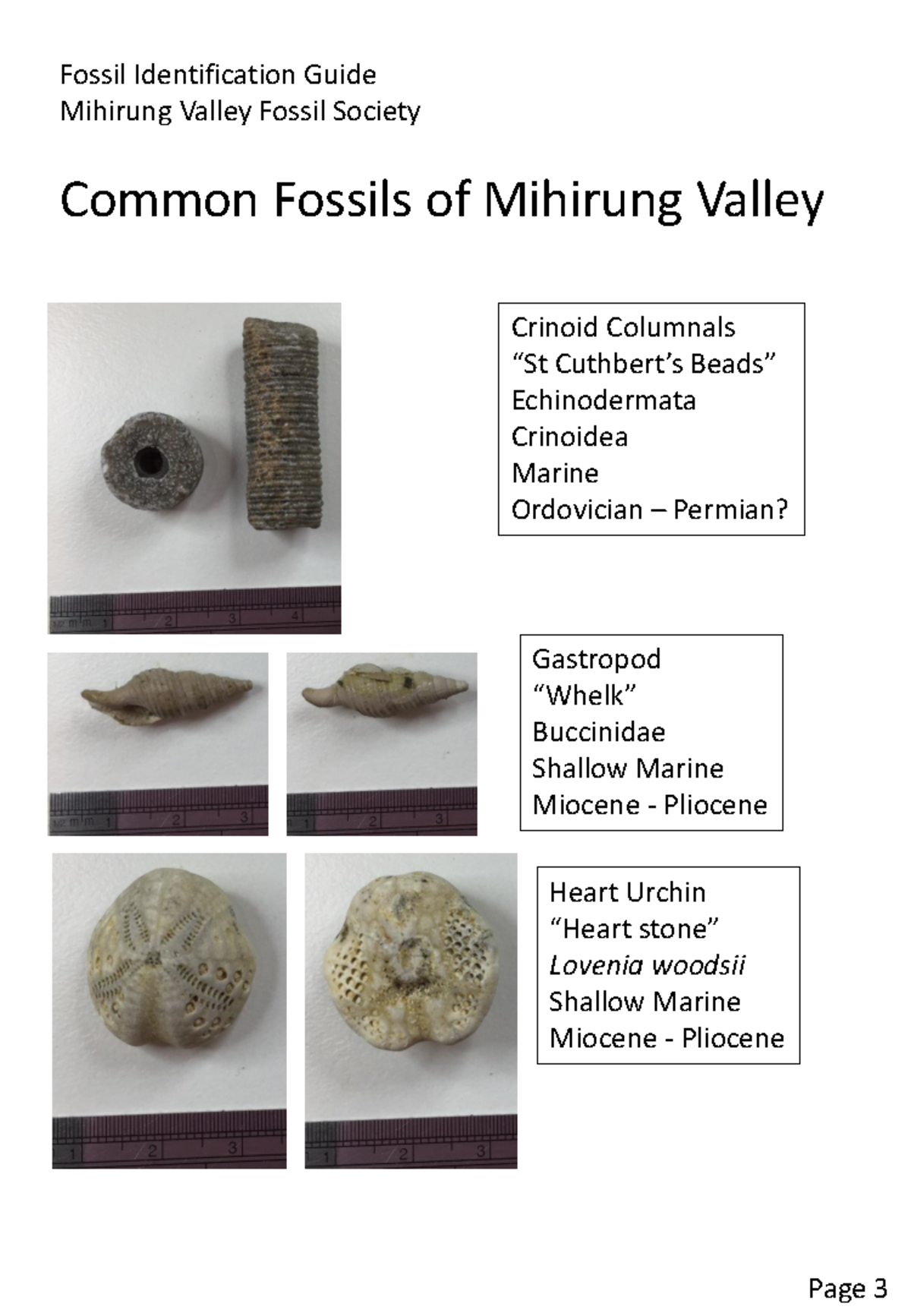 Fossil ID Guide: Common Fossils of Mihirung Valley - Studocu