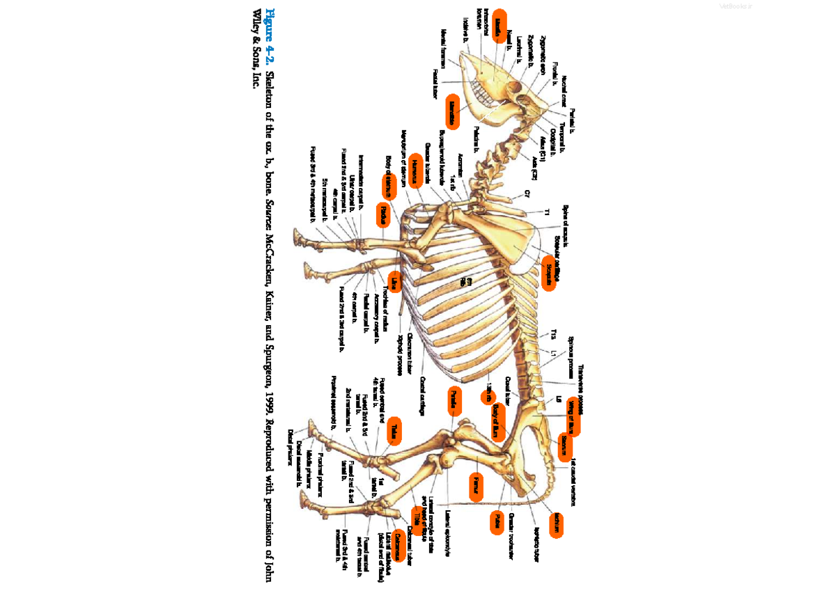 Skeleton of Ox - Notes for ANAT 101 - Studocu