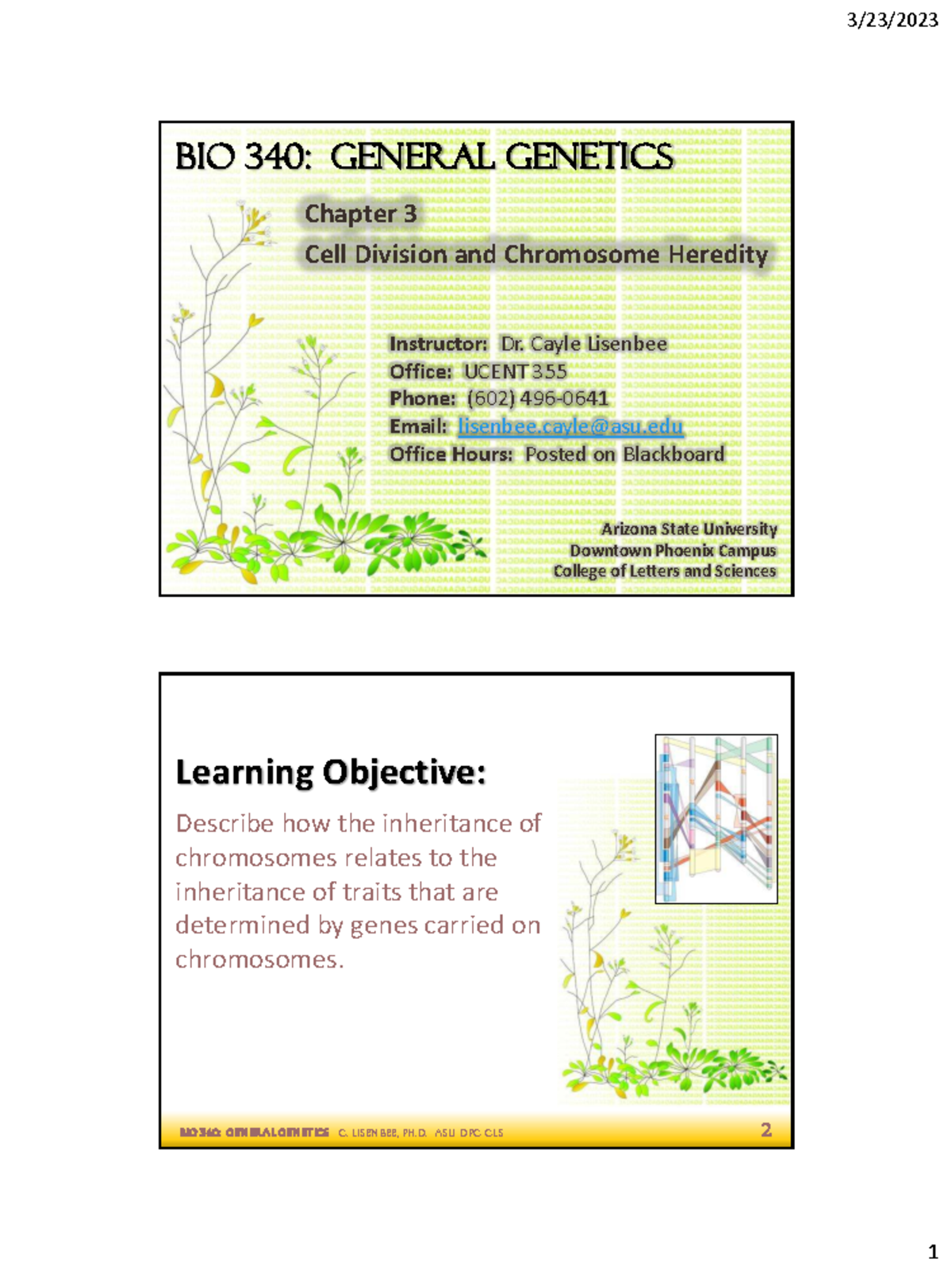 Bio 340: General Genetics - Chapter 3: Cell Division & Chromosome ...