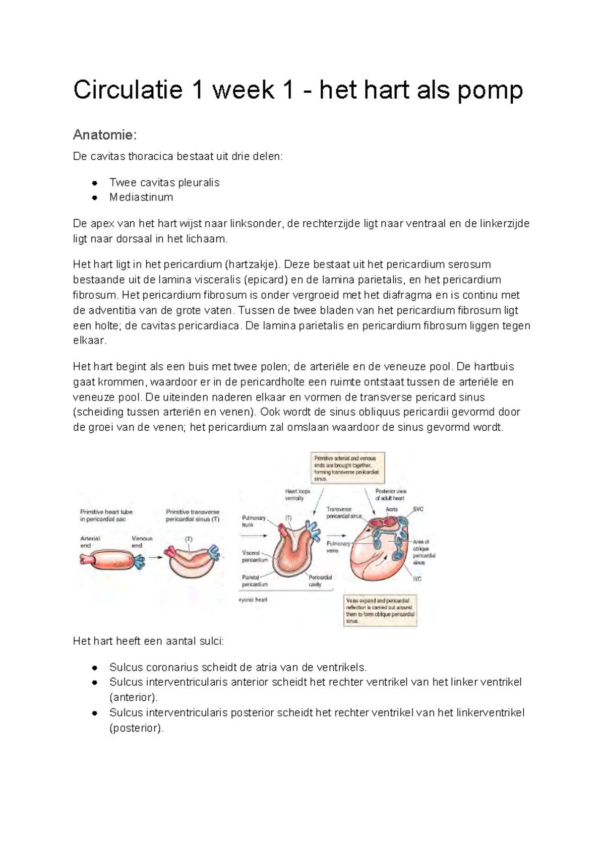 Circulatie 1 - Anatomie en Fysiologie van het Hart als Pomp - Studeersnel