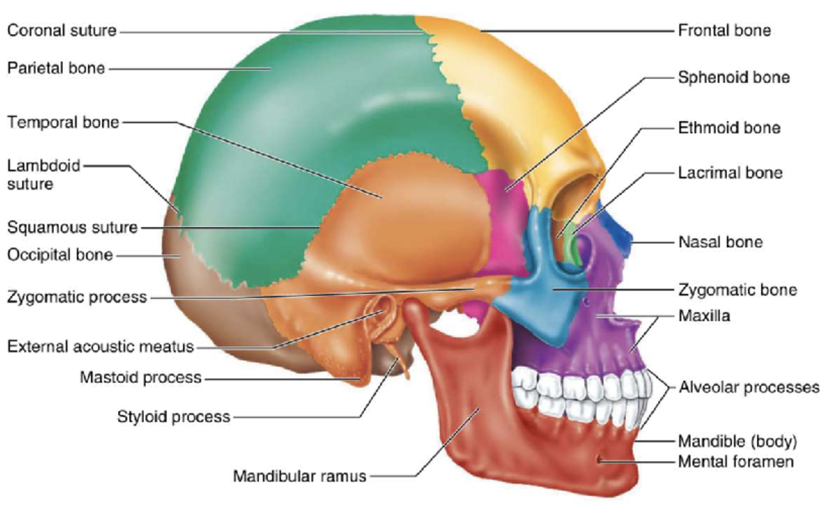 Anatomy of the Human Skull: Detailed Notes for BUKOG Course - Studocu