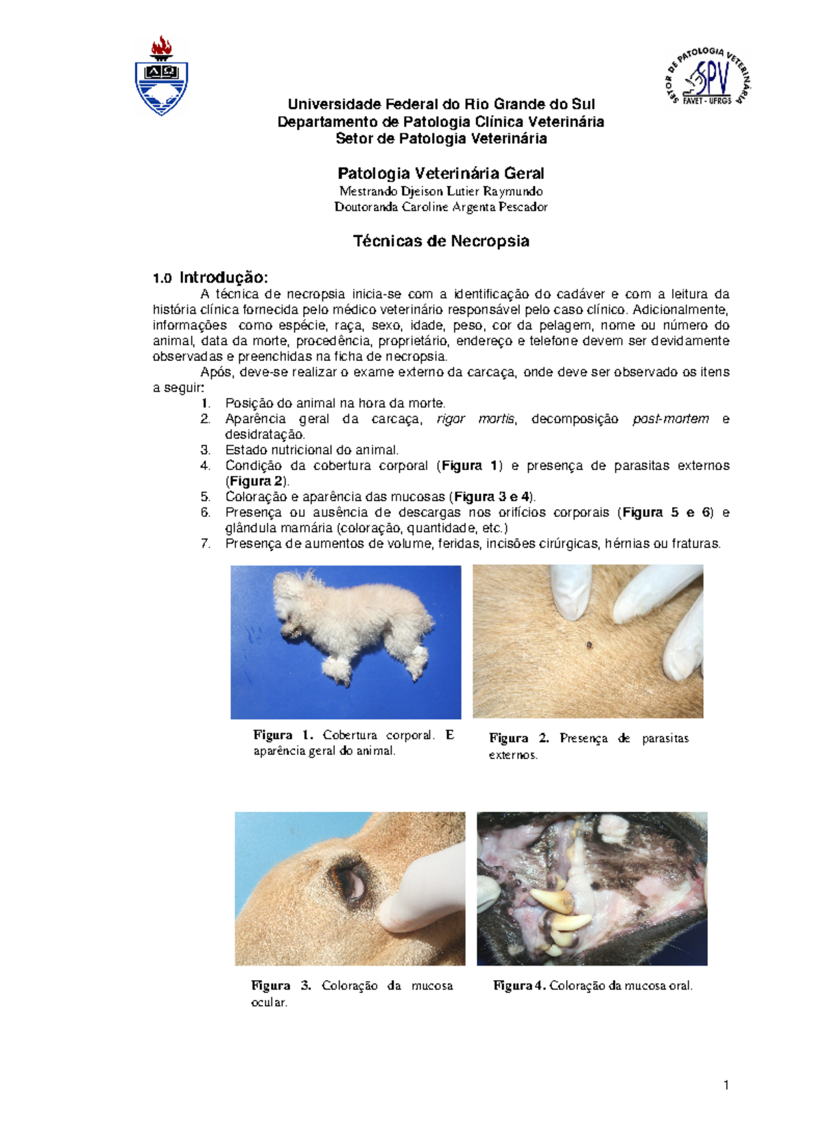 Manual de Necropsia Veterinária (Vet) com Fotografias Ilustrativas - Studocu, image size:1200x1645
