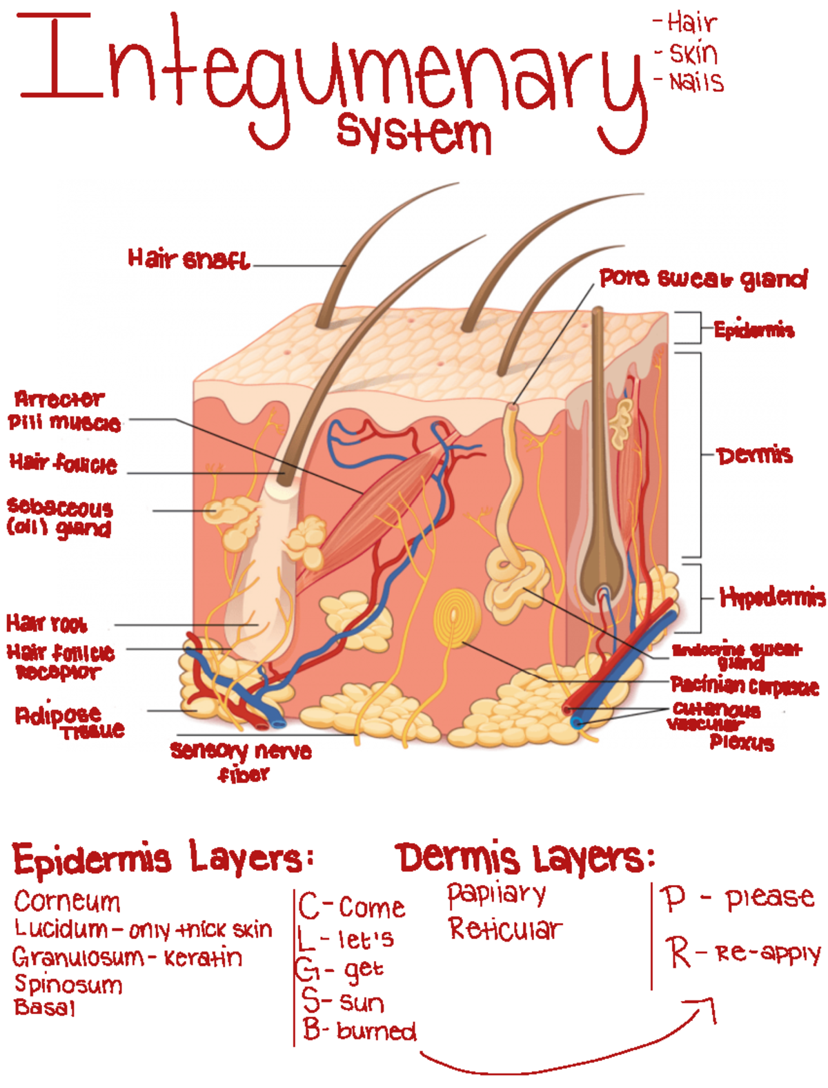 Integumentary System - Hair skin ntegumenary n system Hair shaft pore ...
