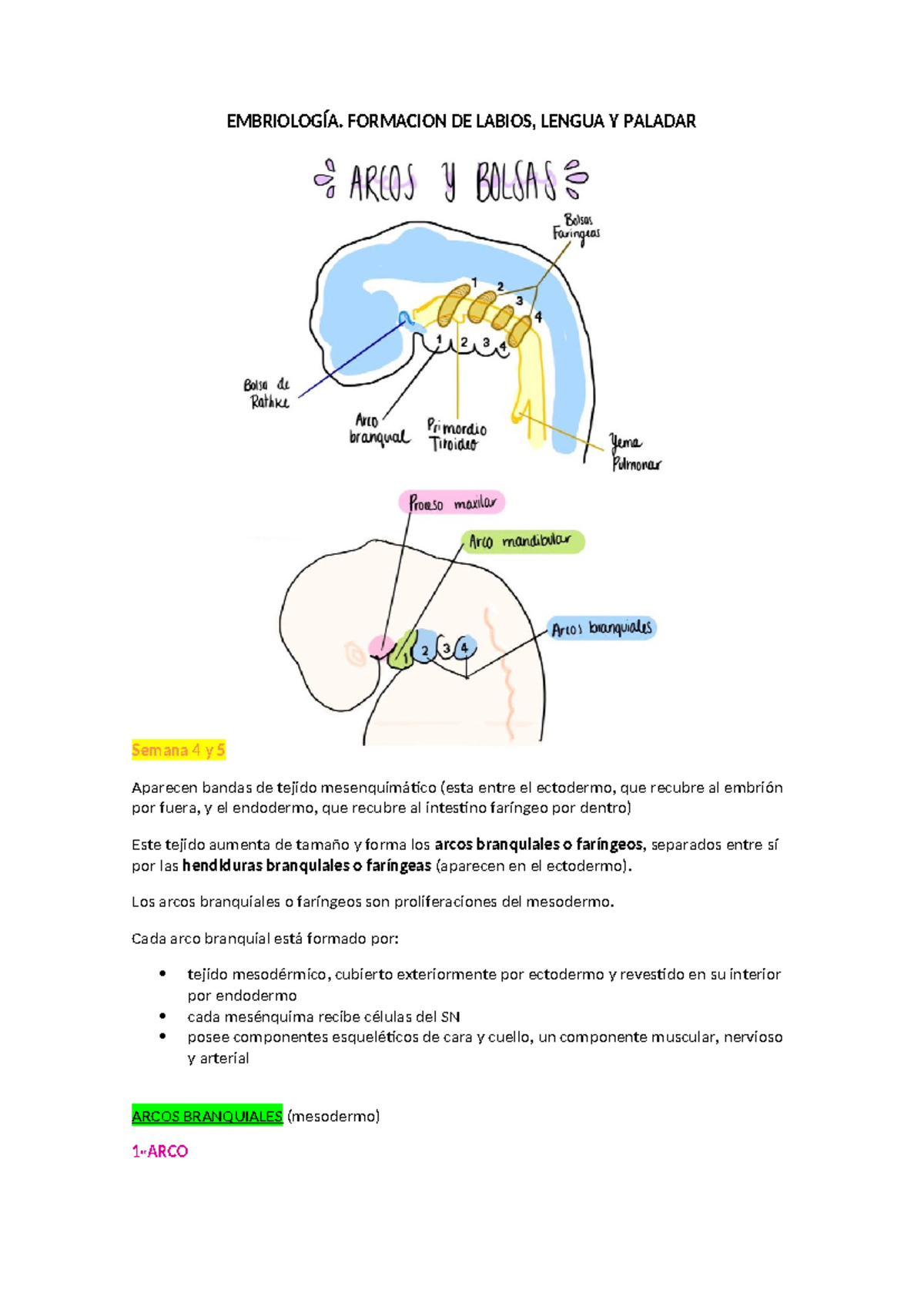 Embriología cabeza y cuello. malforma - EMBRIOLOGÍA. FORMACION DE ...