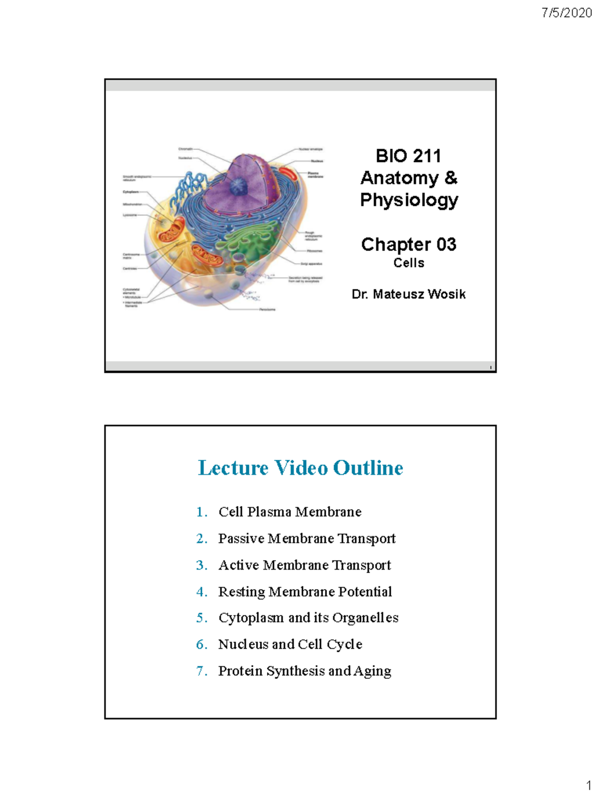 BIO 211 Anatomy & Physiology Chapter 03: Cells Lecture Notes - Studocu