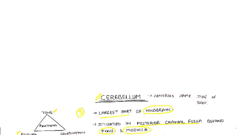 CEREBELLUM FUNCTIONS AND STRUCTURE - NEUROANATOMY 101 - Studocu