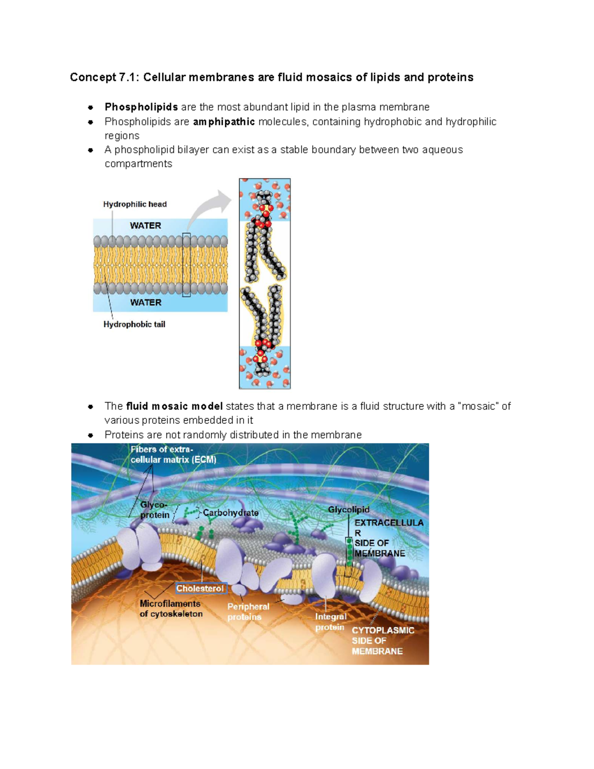 AP Biology Lecture Notes: Membrane Structure & Transport Mechanisms ...