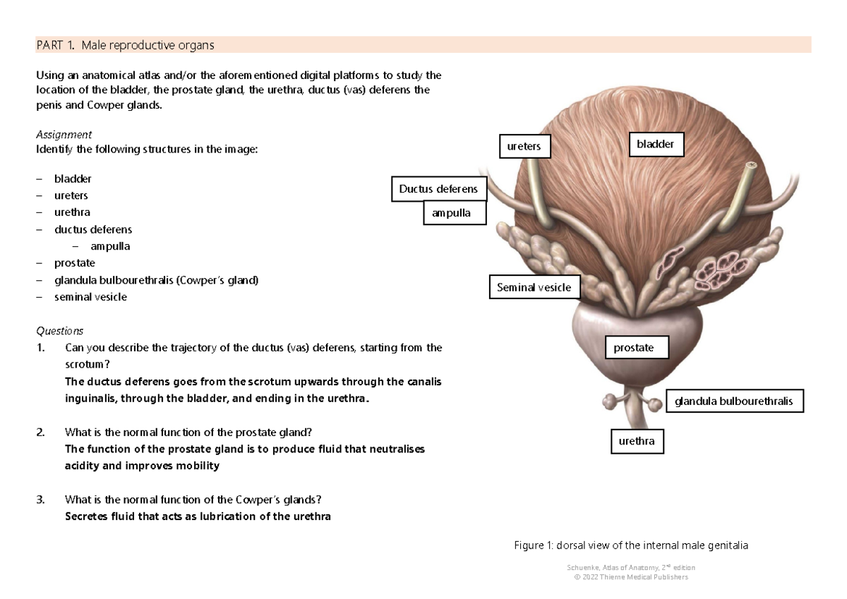 Anatomy of Male and Female Reproductive Organs Assignment BMS HD 2021 ...