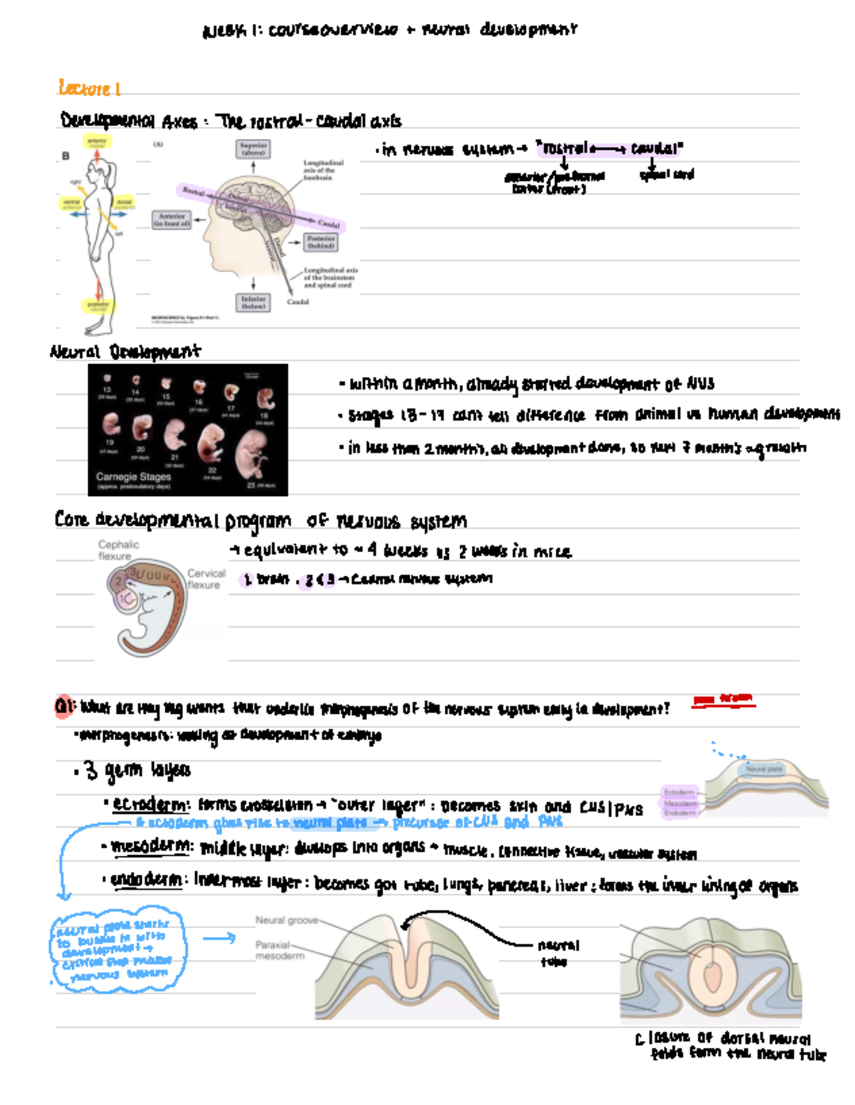 CMN 101: Week 1 Lecture Notes on Neural Development & Morphogenesis ...