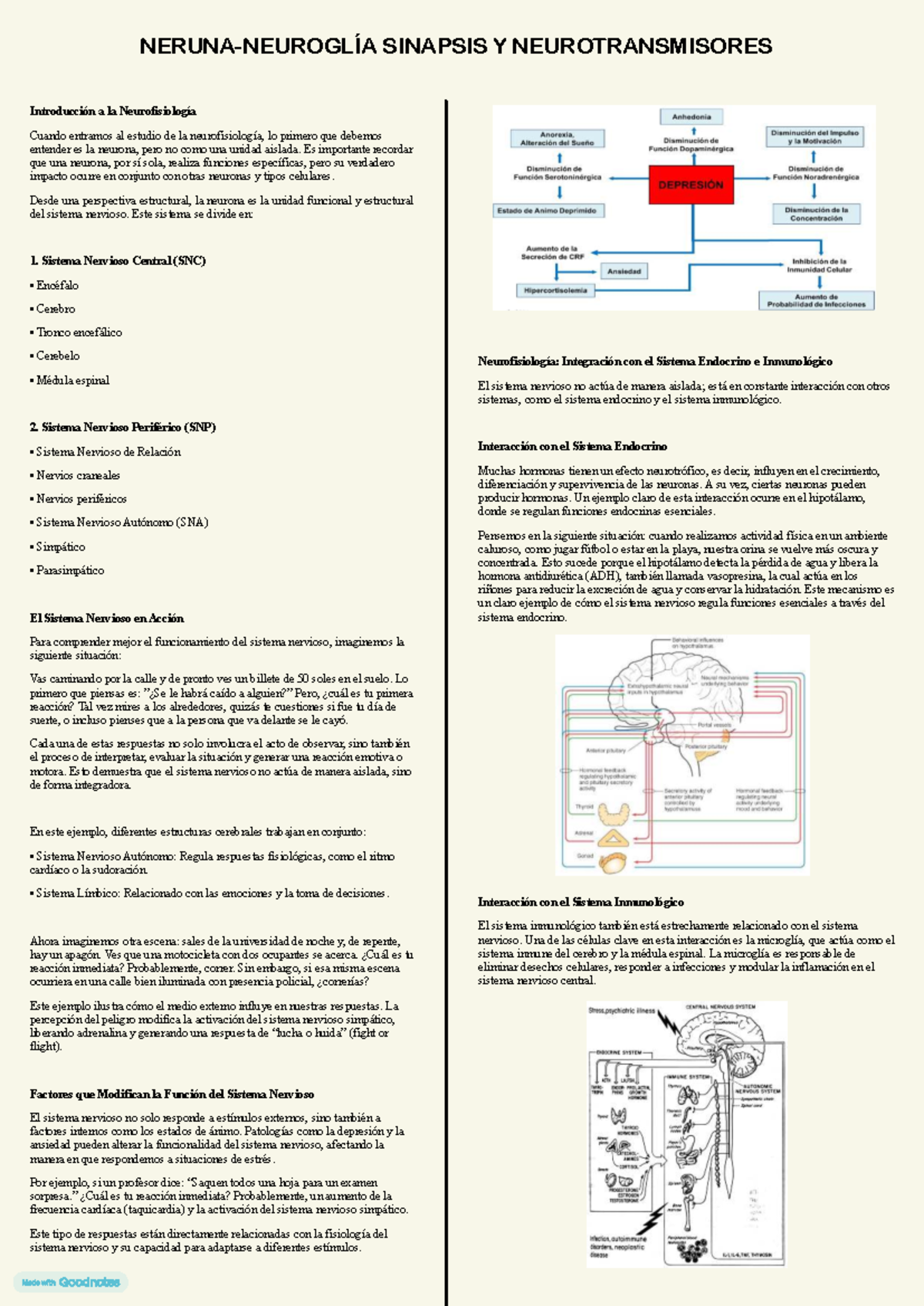 S4 - Neurona - Neuroglía - Sinapsis Y Neurotransmisores - Introducción ...