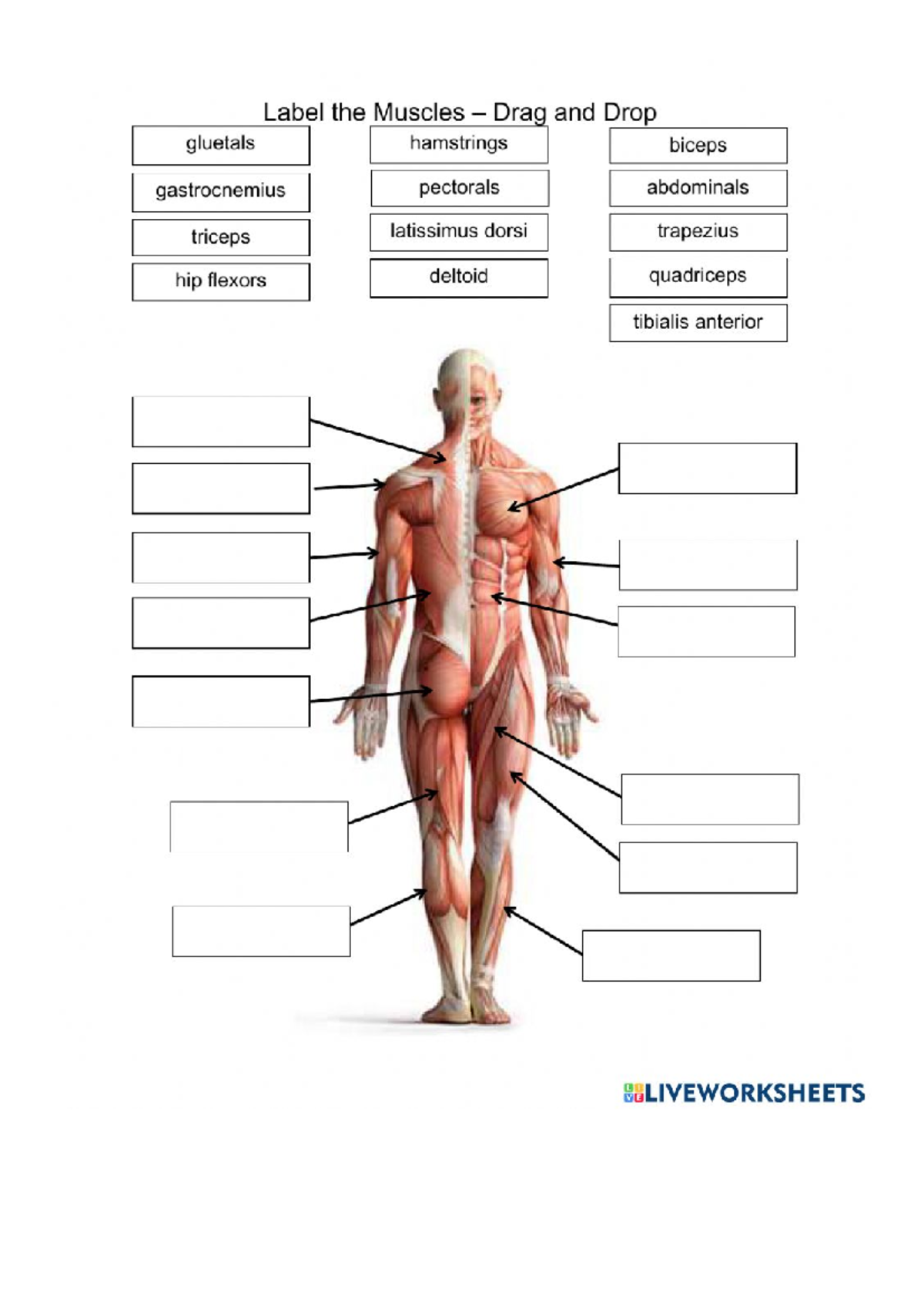 Label the muscles-Med Term - CLC 2413 - Studocu
