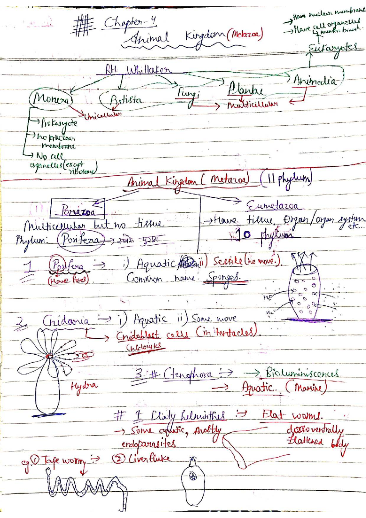Animal Kingdom - Biology Notes (Course Code: BIO101) - Studocu
