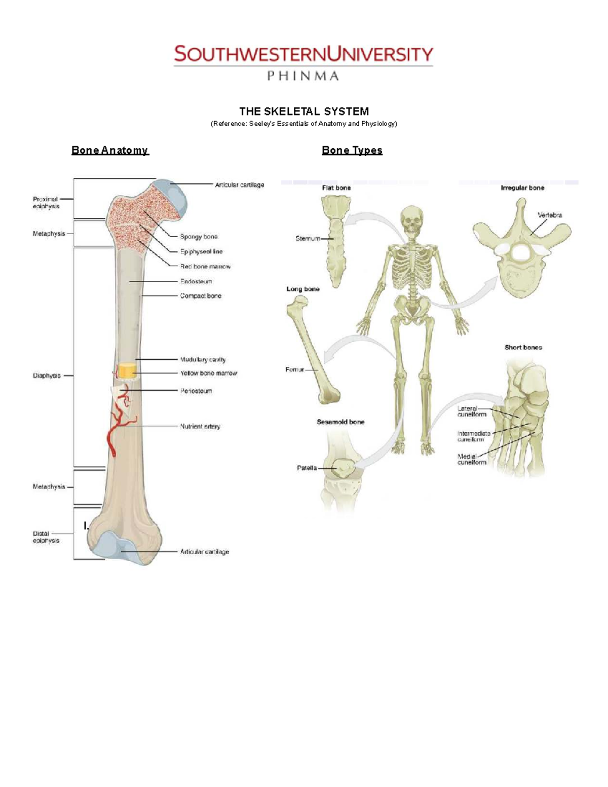 Skeletal System - Student Guide - Anatomy and Physiology - THE SKELETAL ...