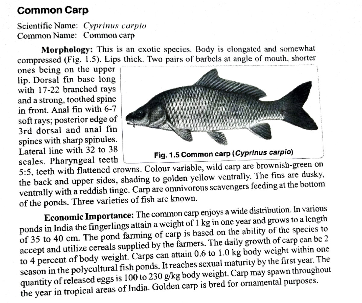 Common Carp Diagram